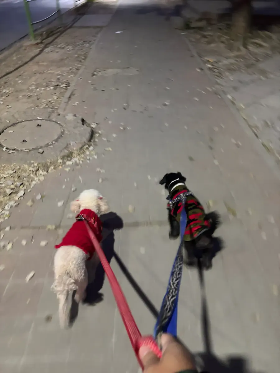 Paseo nocturno con dos perros pequeños con suéter en la vereda